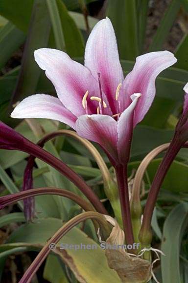 crinum bulbispermum 1 graphic